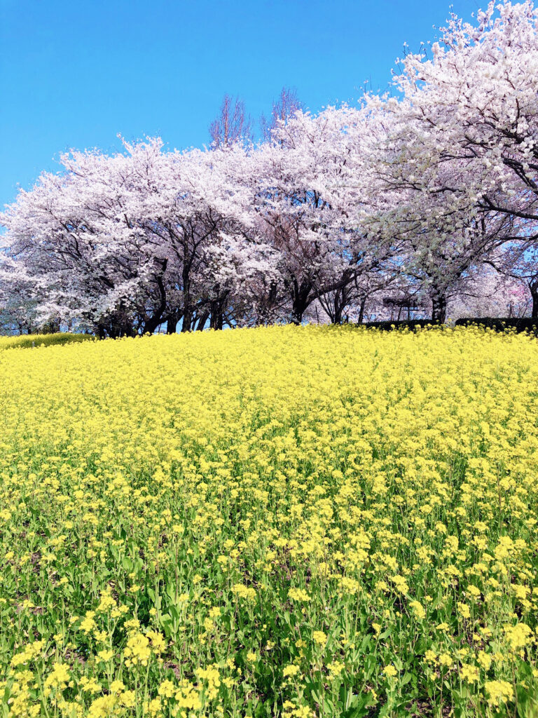 上堰潟公園の桜と菜の花