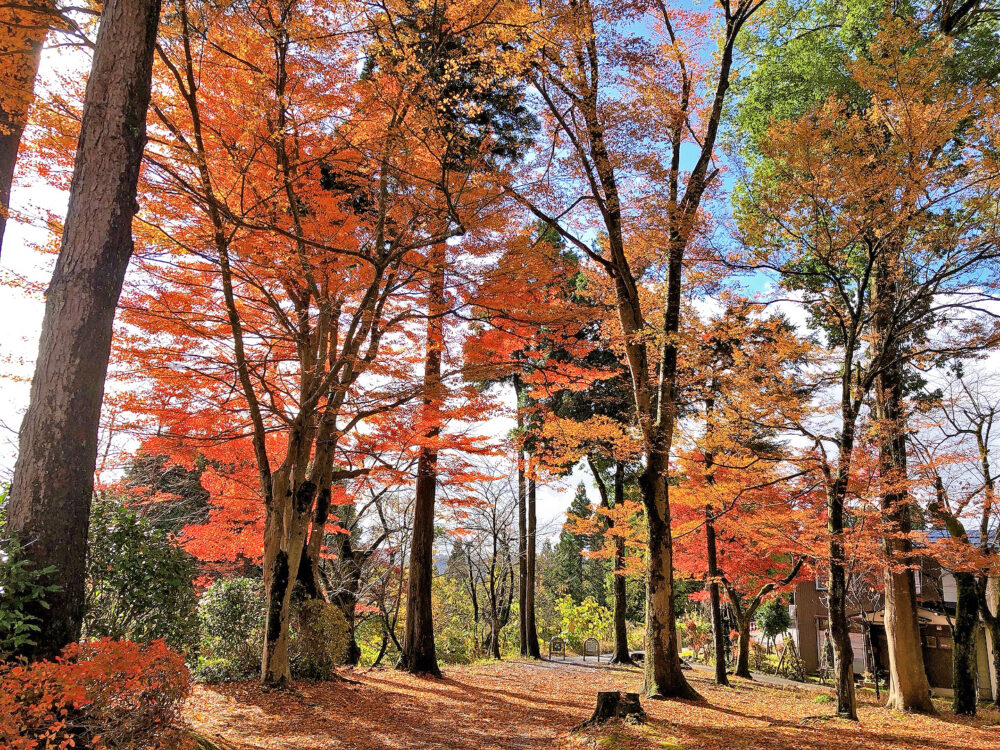 船岡公園の紅葉